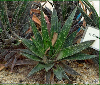 http://plantsgallery.blogspot.com/2014/02/gasteraloe-lapaixii-gasteraloe.html