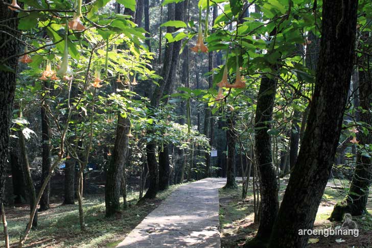taman hutan raya ir. h. juanda bandung
