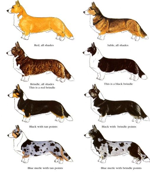 Cardigan Corgi Coat Colour Chart