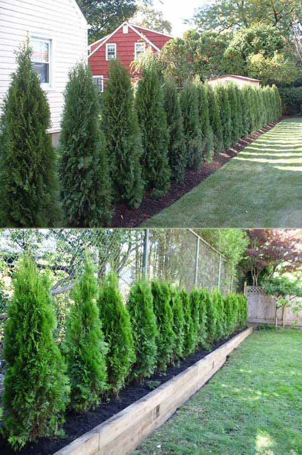 Add Privacy to Your Garden or Yard with Plants | Do it ...