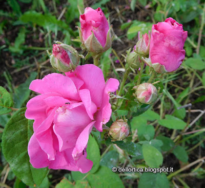 Rosa gallica officinalis orto erbe officinali confetture tisane sali aromatici ghirlande lavanda alla fattoria didattica dell ortica a Savigno Valsamoggia Bologna in Appennino vicino Zocca