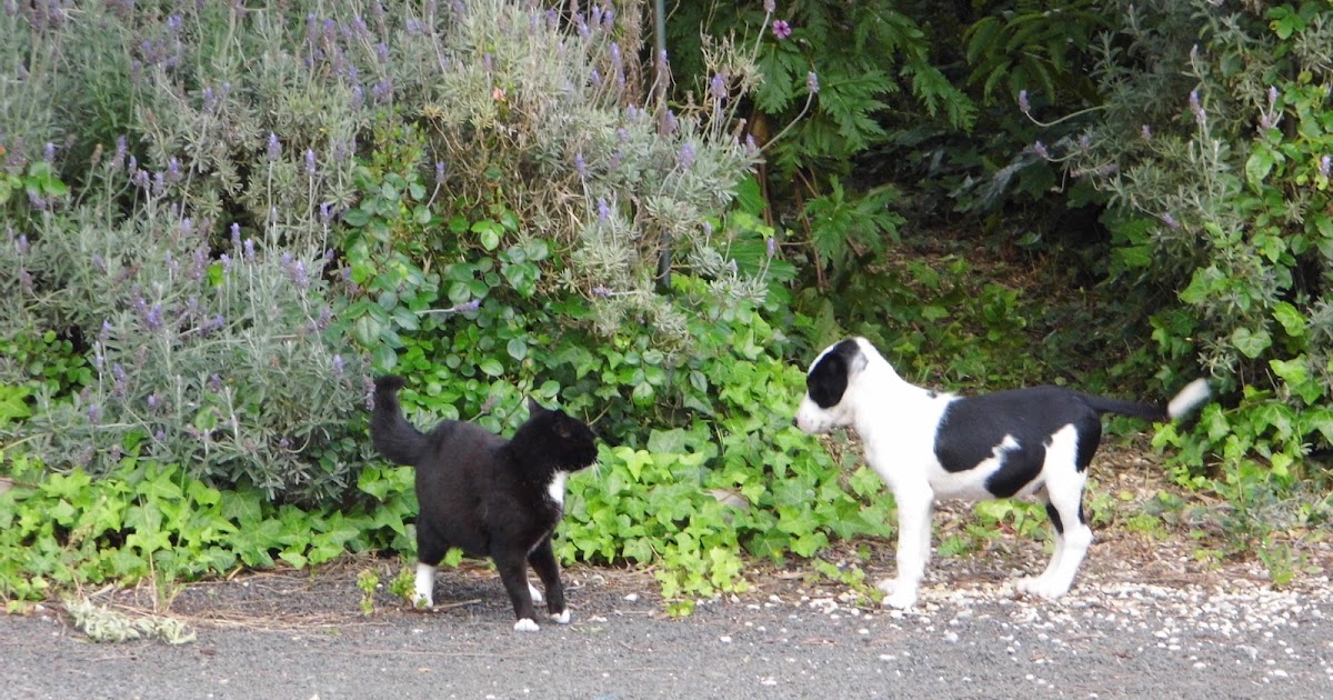 One Mother Hen: Meet Buzz - Open Slather