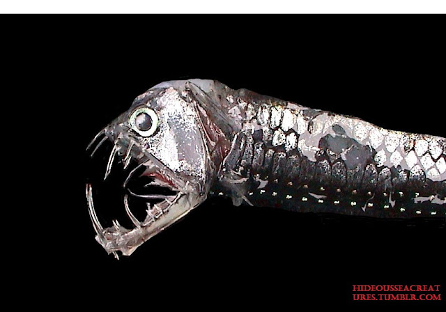 Viperfish Jenis Ikan Laut Dalam Paling Menyeramkan, Predator Dan Unik