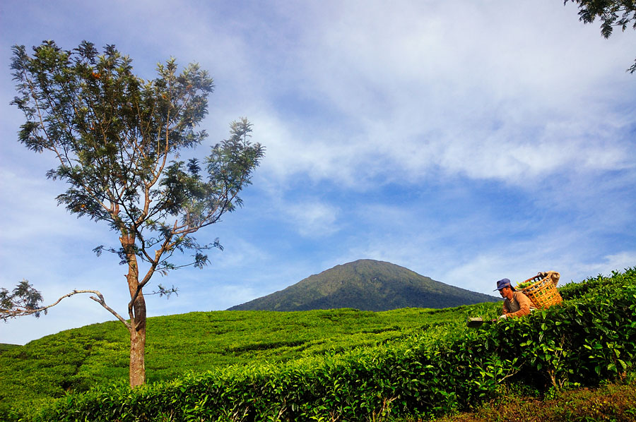 Colors of Life: Gunung Dempo Sumatra Selatan