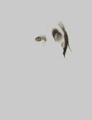 begining a dog portrait in graphite