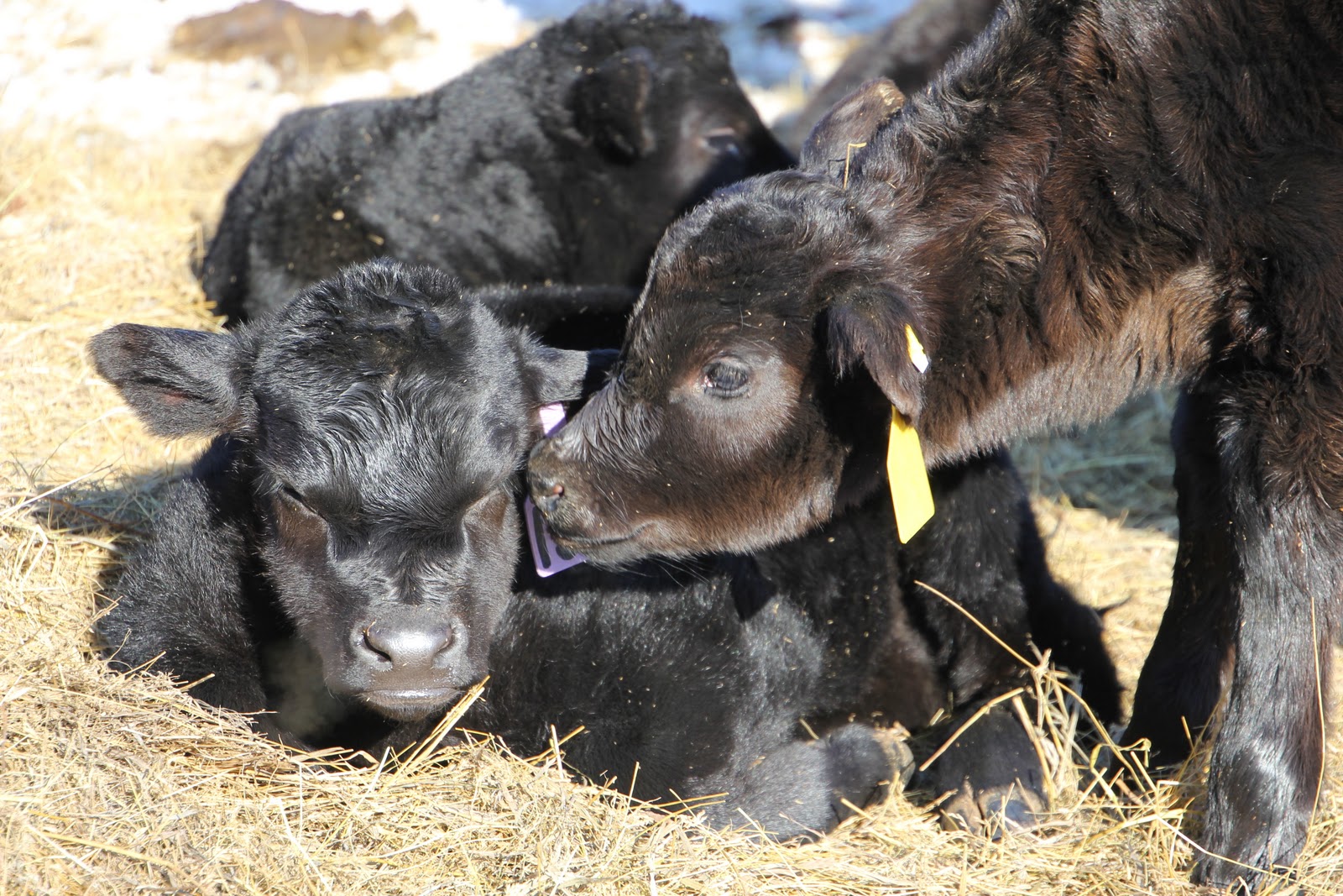 kids-cows-and-grass-wordless-wednesday-baby-calves-are-here