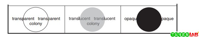 [Microbiology] Use of Colonial Morphology for the Presumptive