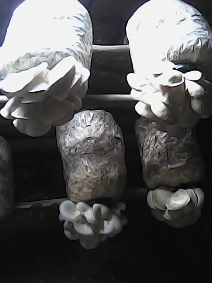 MAMALAND MUSHROOM FARMS. START YOUR OWN MUSHROOM BUSINESS FOR PROFIT.