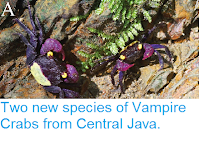 http://sciencythoughts.blogspot.co.uk/2015/02/two-new-species-of-vampire-crabs-from.html