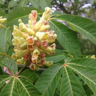 Painted Buckeye in Blossom at the Arnold Arboretum 
