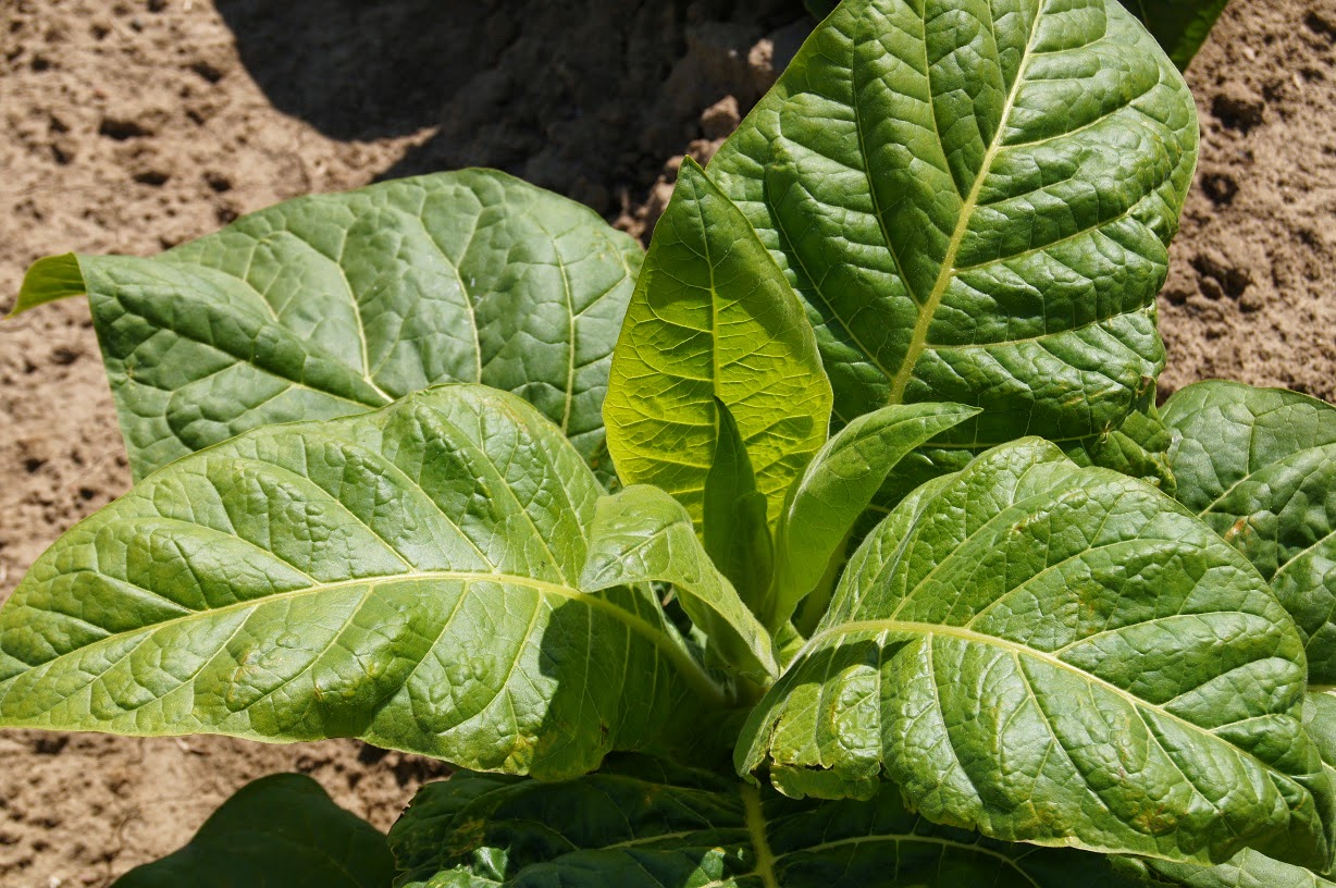 Miss Virginia Burley Virginia's Leaf