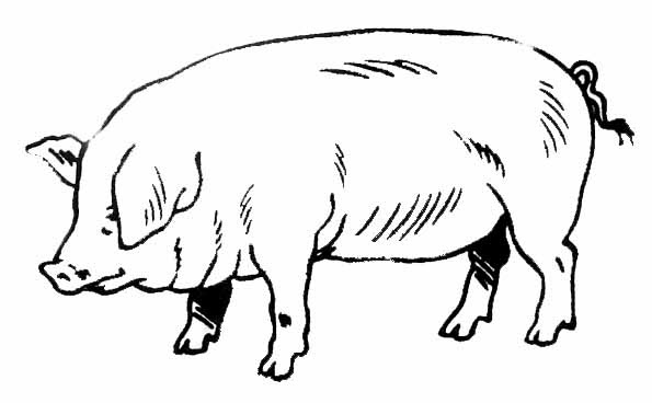 Coloriages a Imprimer Dessin cochon dessin cochon