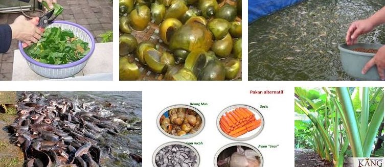 7 Makanan Ikan Lele Alami di Sekitar Kita Cepat Besar