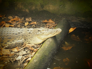 Taman Marga Satwa Tandurusa