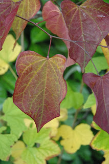 Judas tree has beautiful leaf shape and autumn colour.