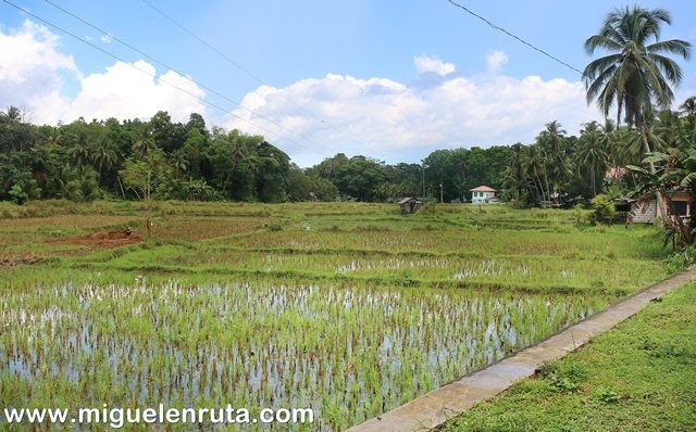 Arrozales-Bohol-Filipinas