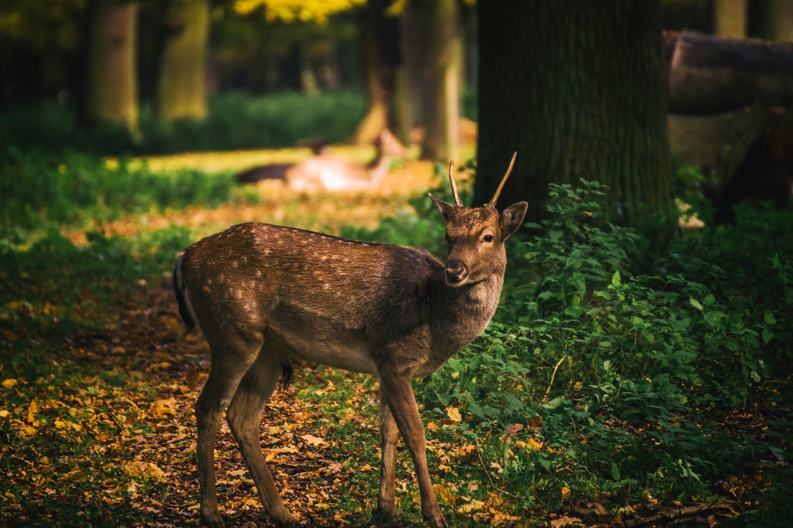 Wo Stille Wohnt Und Glanz Juli 2017