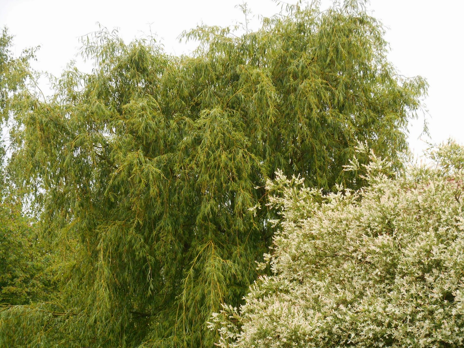 Reiselust Pfingsten 2017 Im Schonen Wien Alionsworld