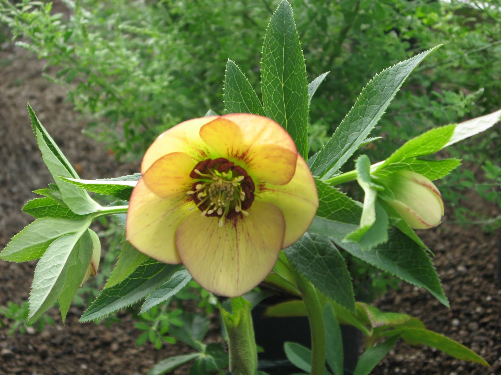 A. J. Rahn Greenhouses Lenten Rose