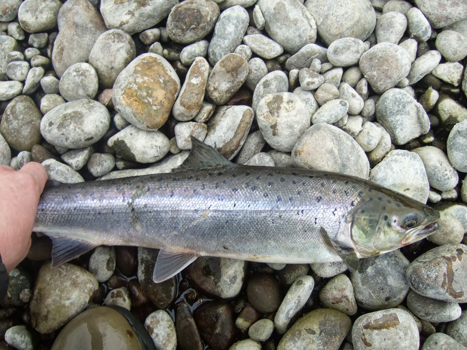 Dee & Don Salmon Fishing 3 Grilse From The Dee Today