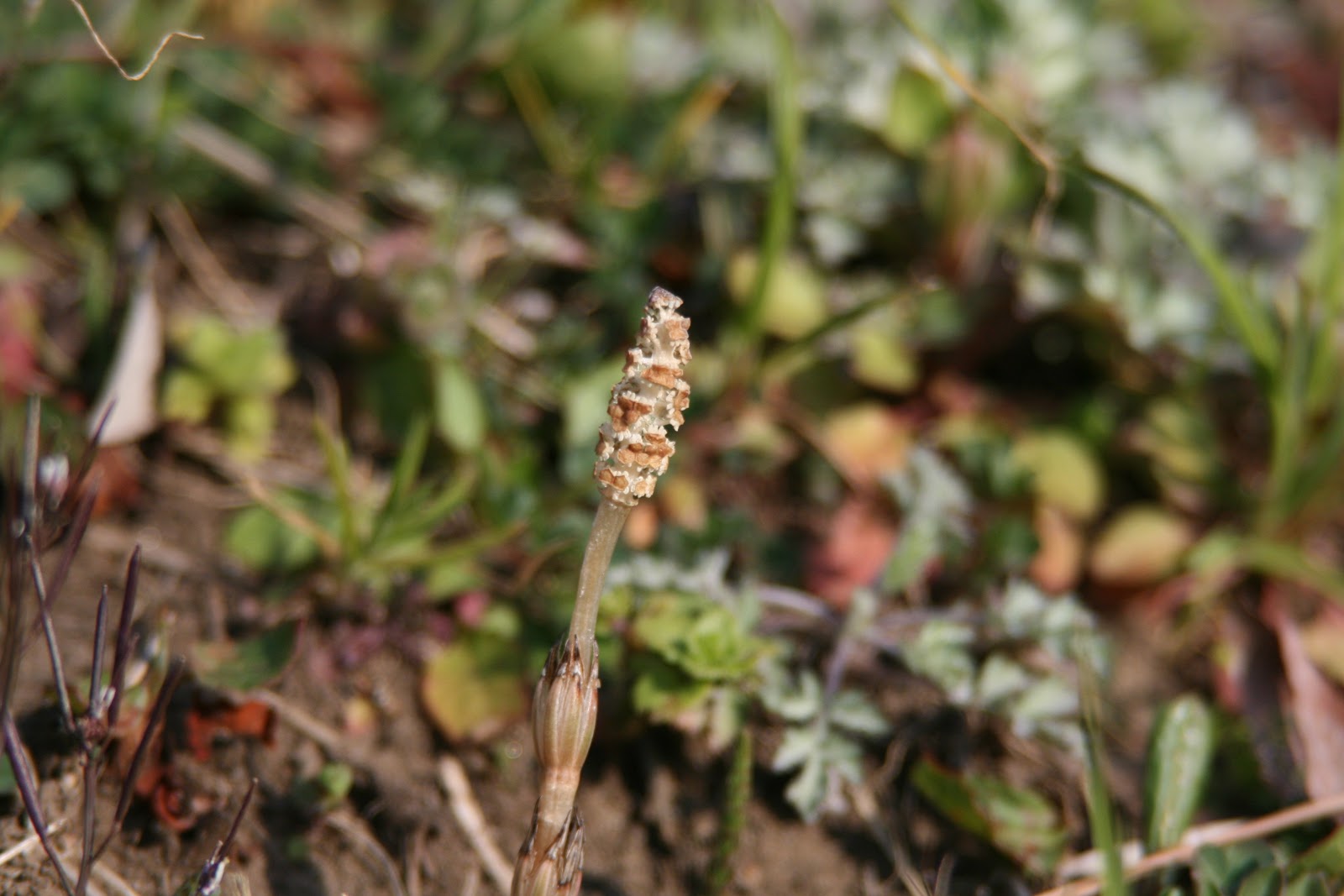街路樹の写真をくださいな つくし誰の子