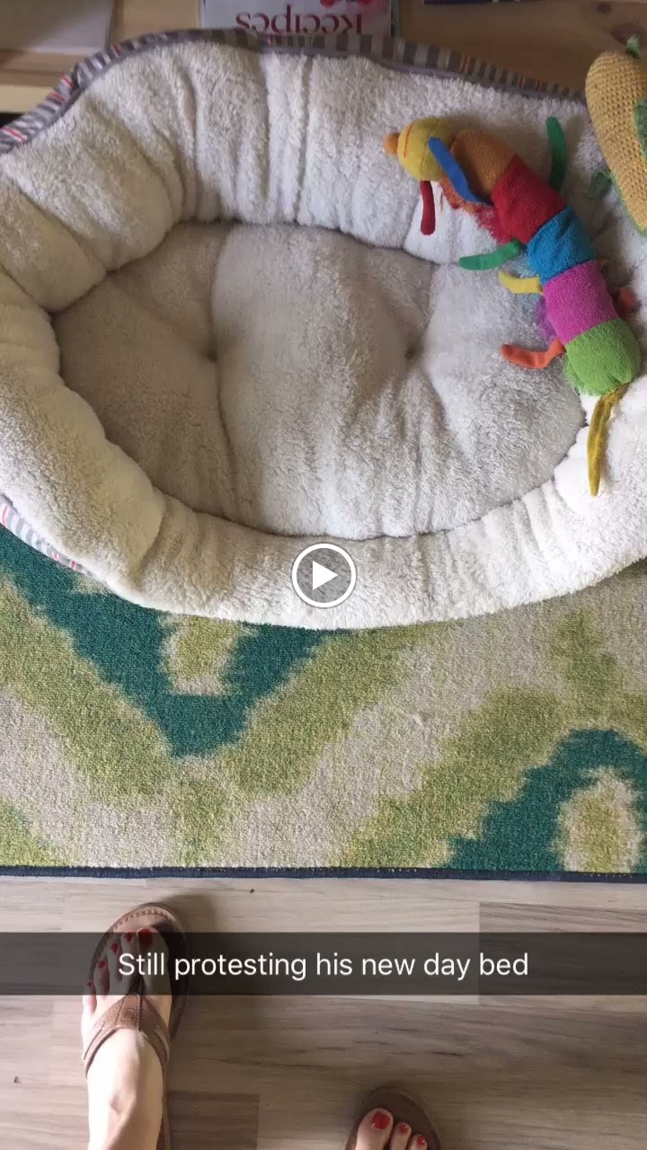 Hewitt's Thoughts On His Daybed The Striped Flamingo