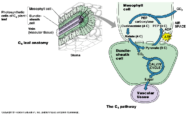 Ap Biology C3 C4 Cam