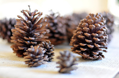 pine1.jpg