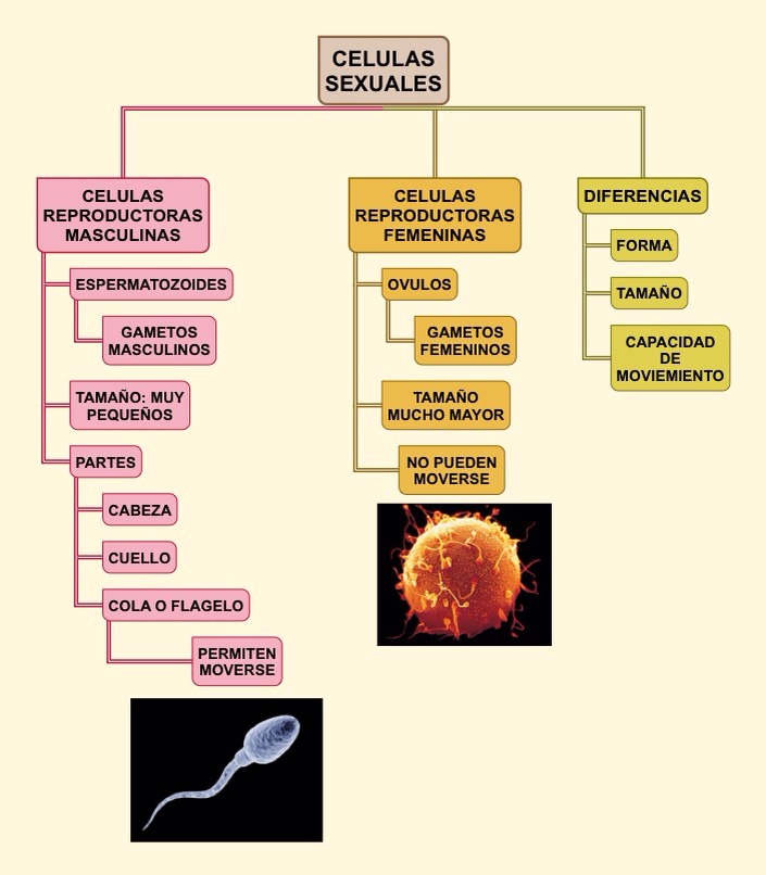 células reproductoras masculinas y femeninas