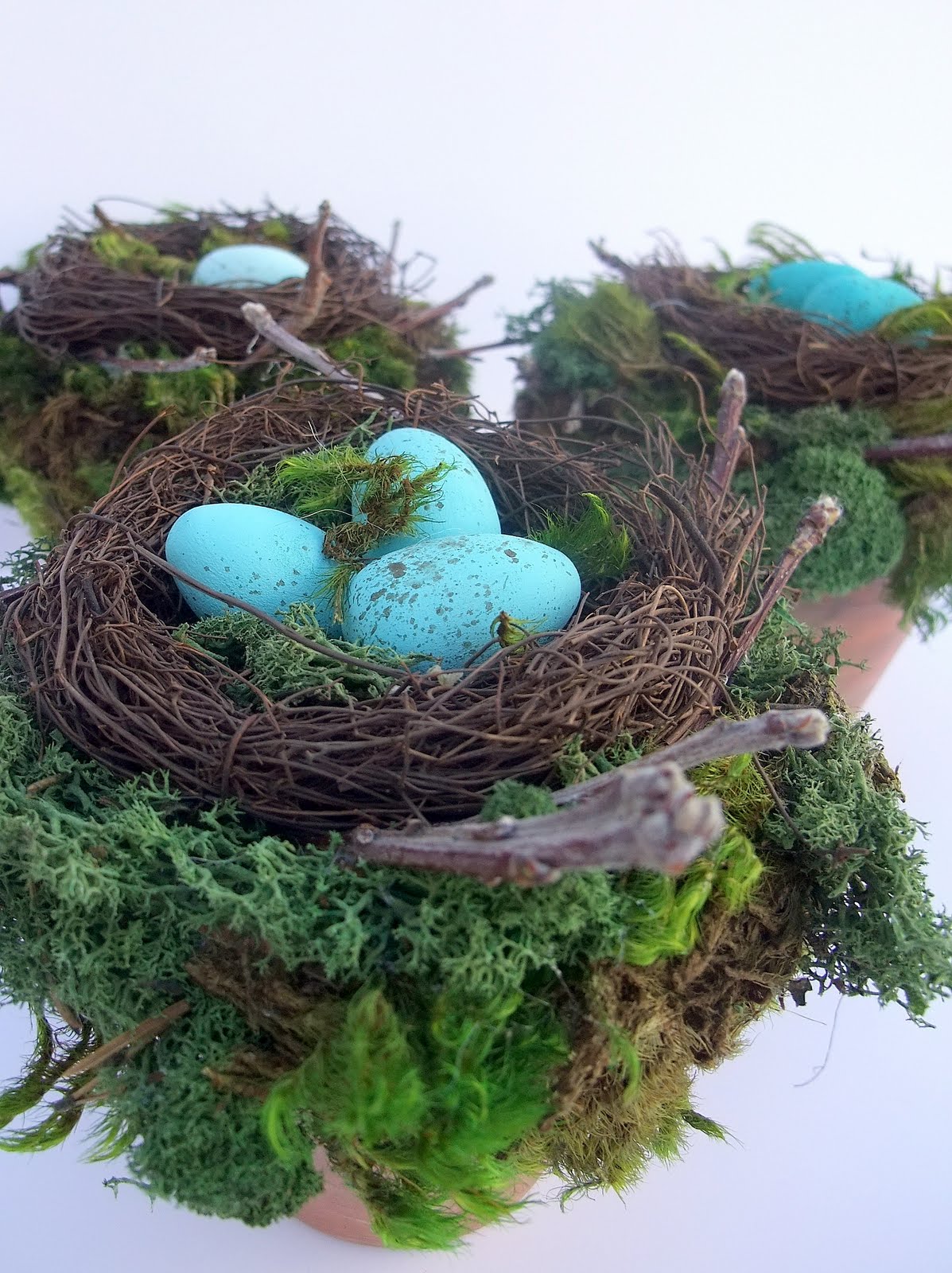 Just Another Hang Up Potted Birds Nests