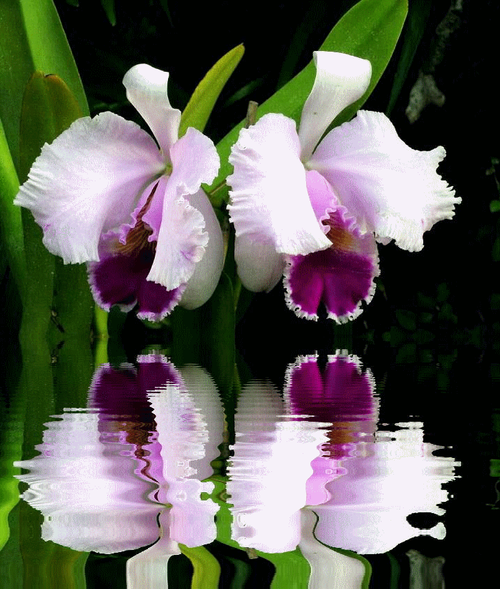 Pin by on ⊱__ Orquídeas __ ⊱ Flower photos, Beautiful flowers, Orchids