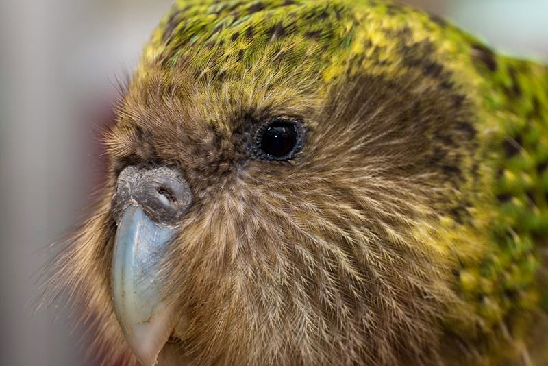 Kakapo Flightless Parrot