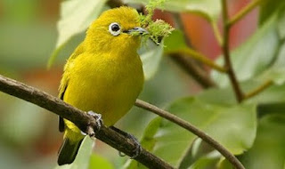 Jenis Dari Burung Pleci Dakun Dari Bali Jenis Dari Burung Pleci Dakun Dari Bali