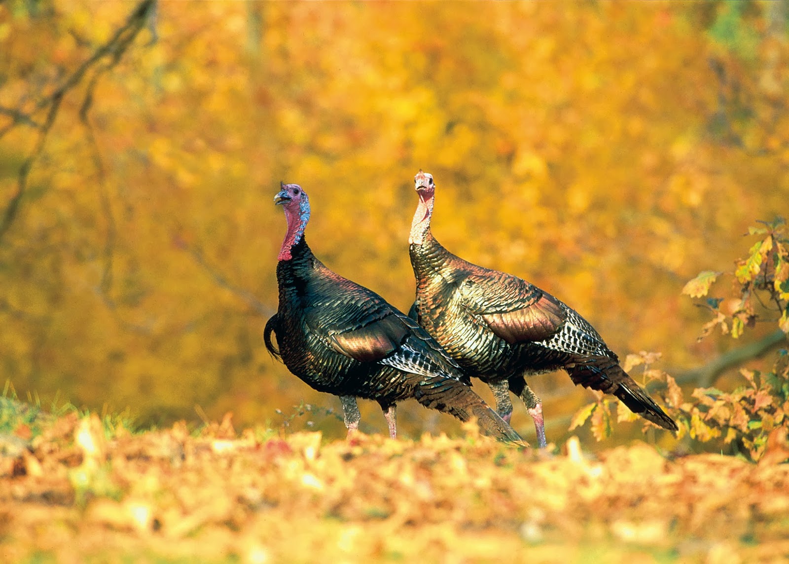 outdoorscribe Fall turkey season is tough hunting and takes back seat