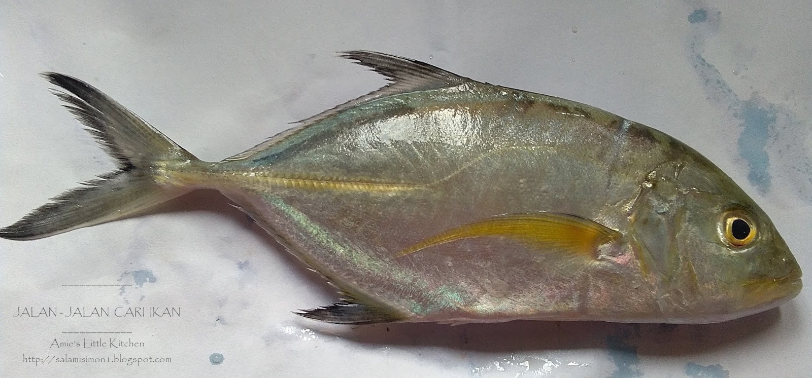 Amie S Little Kitchen Kenali Pelbagai Jenis Ikan Di Pantai Timur Sabah Amie S Little Kitchen Kenali Pelbagai Jenis Ikan Di Pantai Timur Sabah