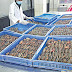 Frozen Soft Shell Crab Wholesale