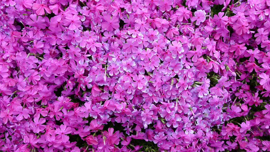They raised two children and lived a happy life until something went wrong with Mrs. Kuroki’s sight - Loving Husband Spends 2 Years Planting Thousands Of Flowers For His Blind Wife To Smell They raised two children and lived a happy life until something went wrong with Mrs. Kuroki’s sight - Loving Husband Spends 2 Years Planting Thousands Of Flowers For His Blind Wife To Smell