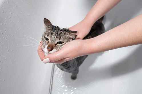 bathing newborn kittens