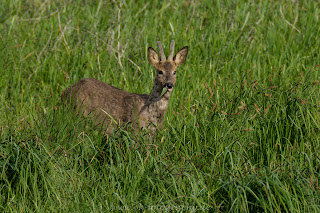 Naturfotografie wildlife Rehbock