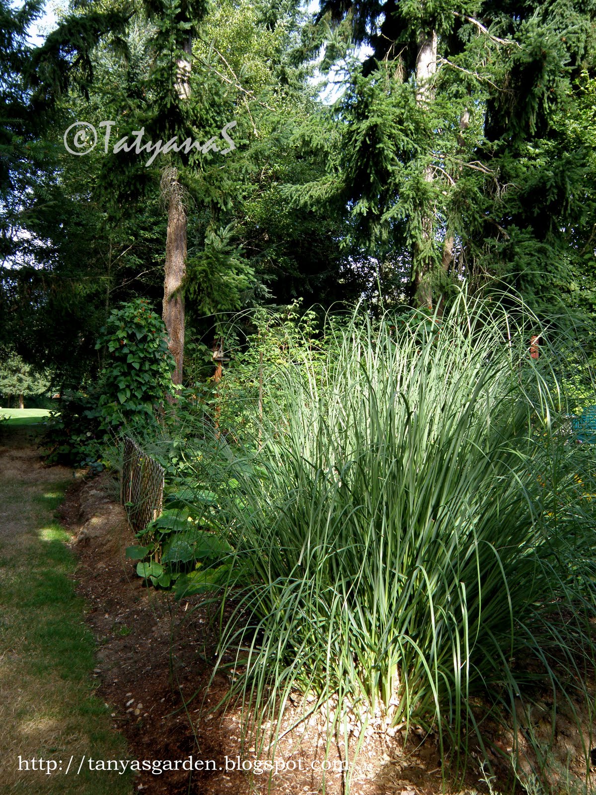 MySecretGarden Pampas Grass Little Observation