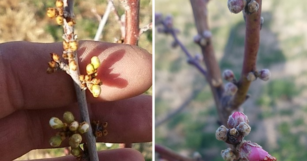 Late Frost Fear: Protecting Fruit Trees from Losing the Entire Crop to