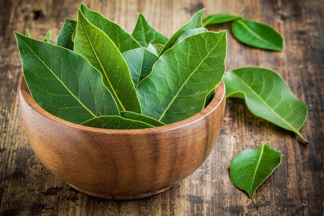 Puluhan Khasiat Daun Salam, Selain Ampuh Mengusir Tikus Hingga Tak Berani Mendekat Lagi Puluhan Khasiat Daun Salam, Selain Ampuh Mengusir Tikus Hingga Tak Berani Mendekat Lagi