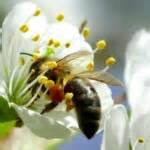 Au moins 20 000 espèces d'abeilles sont répertoriées sur la planète