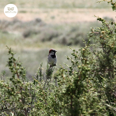 Gorrión común (Passer domesticus) pl. estiv