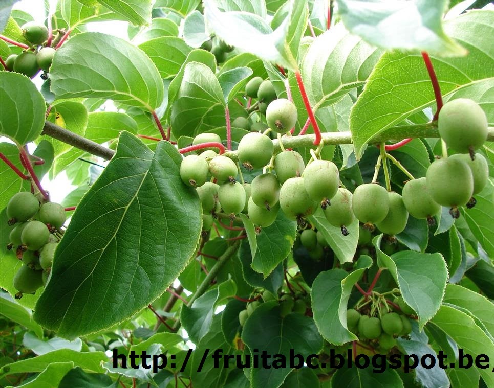 Inheems en uitheems fruit Zomerstekken van kiwibes/kiwiberry