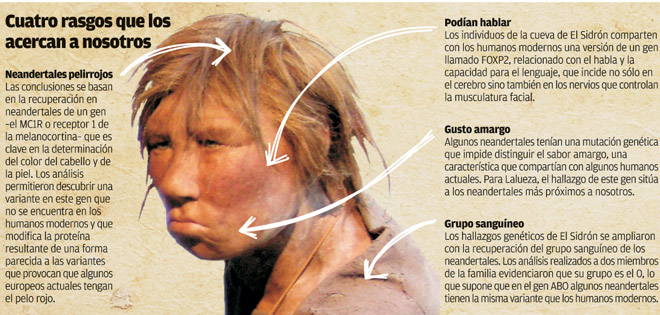 Risultati immagini per Neandertal
