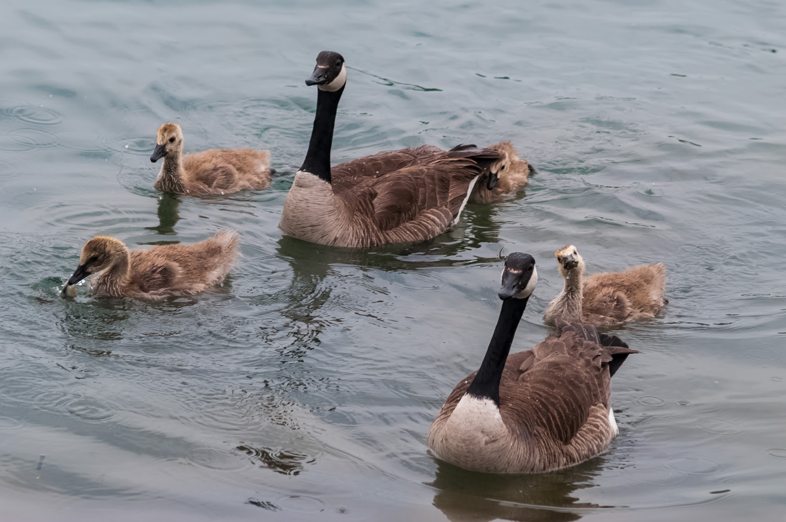 Canadian Geese With Goslings canadian-geese-with-goslings