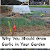 Why You Should Grow Garlic in Your Garden