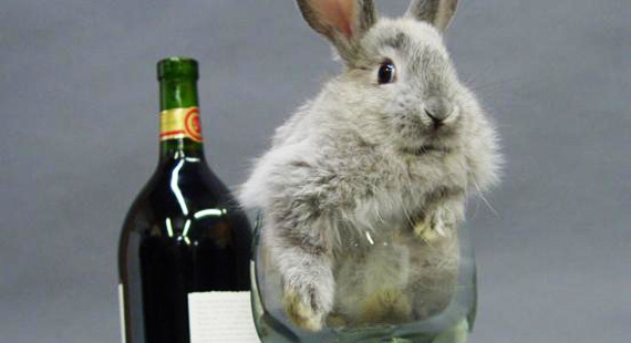 https://2.bp.blogspot.com/-1lOVDeCv3JY/Ta9jeu4q1lI/AAAAAAAAAeQ/Prsy8_XuC4I/s1600/easter%2Bbunny%2Bwith%2Bwine.jpg