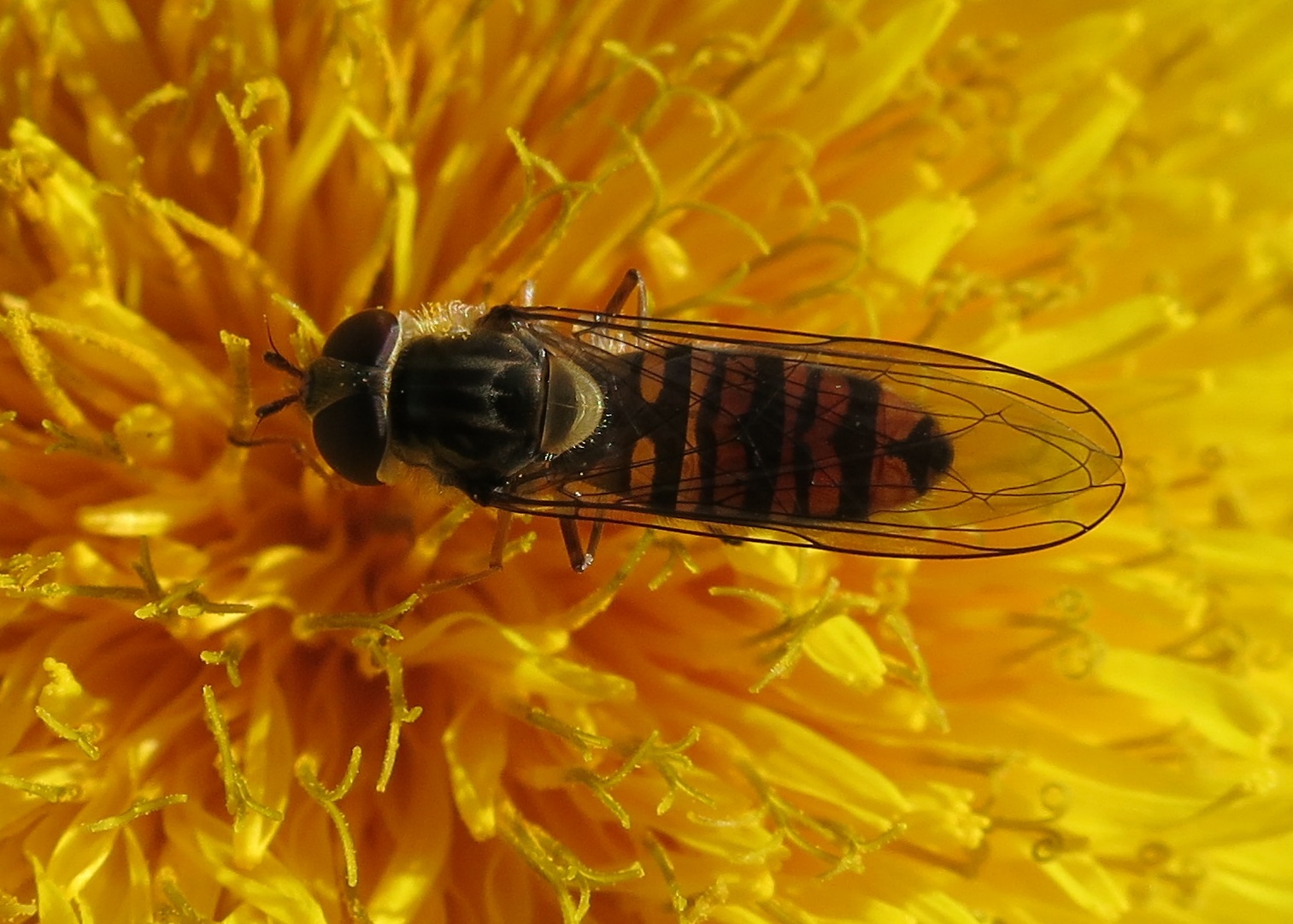 Marmalade Hoverfly (Episyrphus balteatus) with wings shut across its back on a dandelion type flower. (Maybe even a dandelion!)